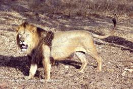 Image du Maroc Professionnelle de  MAX un jeune lion de l'atlas âgé de 7 ans effectue sa première sortie de cage depuis sa naissance au zoo de Témara près de Rabat. Mardi 27 Avril 1999. (Photo / Abdeljalil Bounhar) 